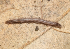 Tynommatidae