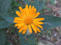 Lasianthaea macrocephala