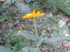 Lasianthaea macrocephala