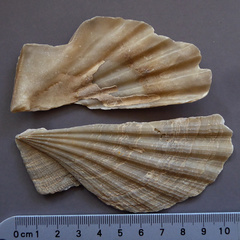 Chesapecten