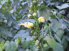 Pavonia pleuranthera