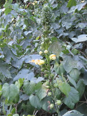 Pavonia pleuranthera