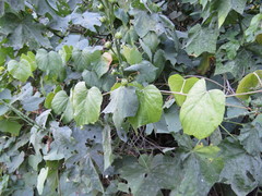 Pavonia pleuranthera