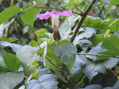 Ipomoea invicta