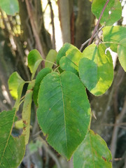 Amelanchier × lamarckii