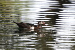 Cairina moschata domestica