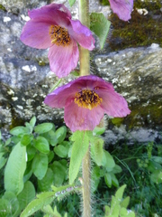 Meconopsis pinnatifolia