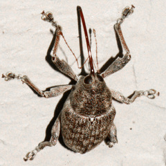 Curculio proboscideus