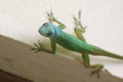 Anolis extremus