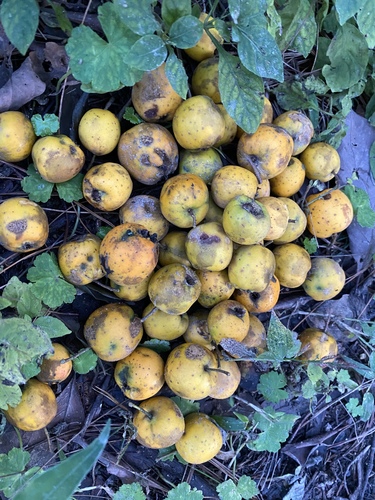 Crataegus mexicana