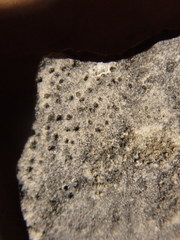 Bagliettoa calciseda