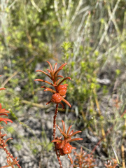 Gyrostemon australasicus