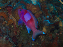 Pseudanthias pleurotaenia