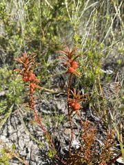 Gyrostemon australasicus