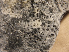 Bagliettoa calciseda