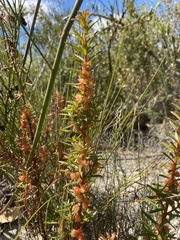 Gyrostemon australasicus