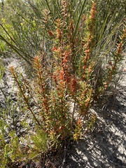 Gyrostemon australasicus