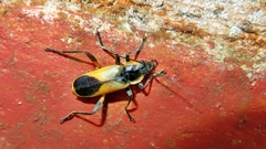 Chauliognathus cardiaspis