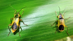 Chauliognathus cardiaspis