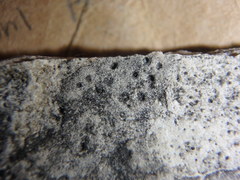 Bagliettoa calciseda