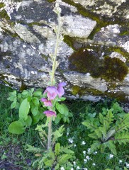 Meconopsis pinnatifolia