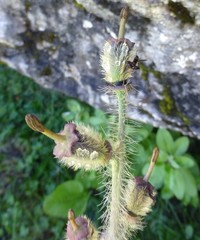 Meconopsis pinnatifolia