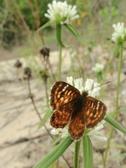 Aricoris campestris