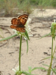 Aricoris campestris