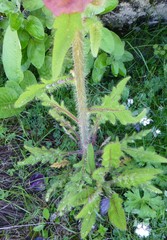 Meconopsis pinnatifolia