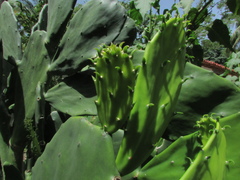 Opuntia dejecta