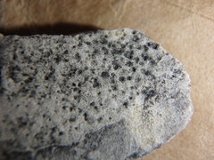 Bagliettoa calciseda