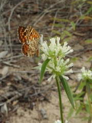 Aricoris campestris