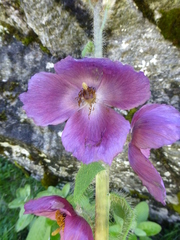 Meconopsis pinnatifolia