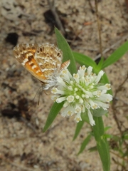 Aricoris campestris