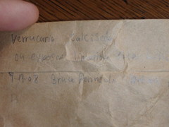 Bagliettoa calciseda