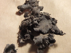 Dermatocarpon muhlenbergii