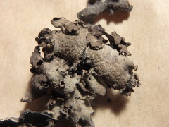 Dermatocarpon muhlenbergii