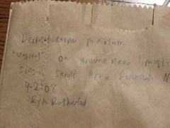 Dermatocarpon muhlenbergii