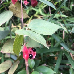 Rhynchosia acuminatifolia