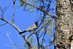 Purnella albifrons