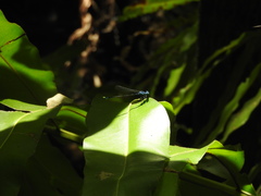 Argia gaumeri