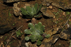 Rosularia serrata