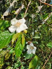 Tetracera