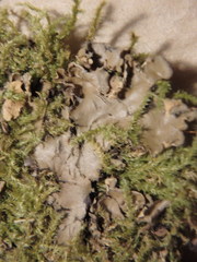 Peltigera elisabethae