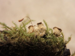 Peltigera elisabethae