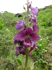 Meconopsis pinnatifolia