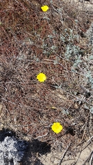 Eschscholzia californica maritima
