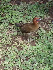 Ortalis erythroptera