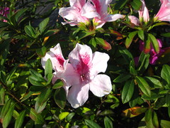 Rhododendron × pulchrum