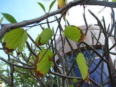 Bauhinia × blakeana